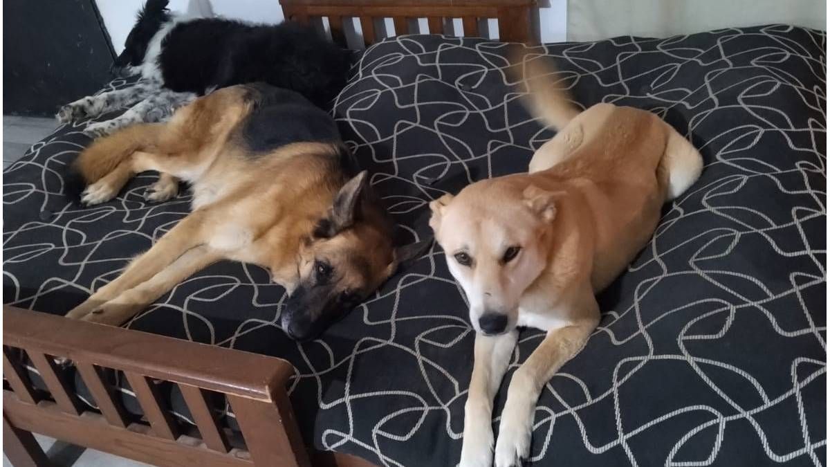 Los 10 países con más perros en el mundo: qué puesto ocupa Argentina
