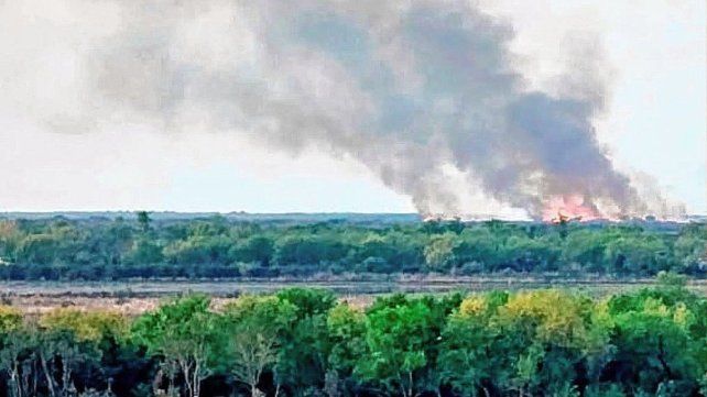 Incendios en el Delta: advierten por el daño irreversible en la flora y fauna.