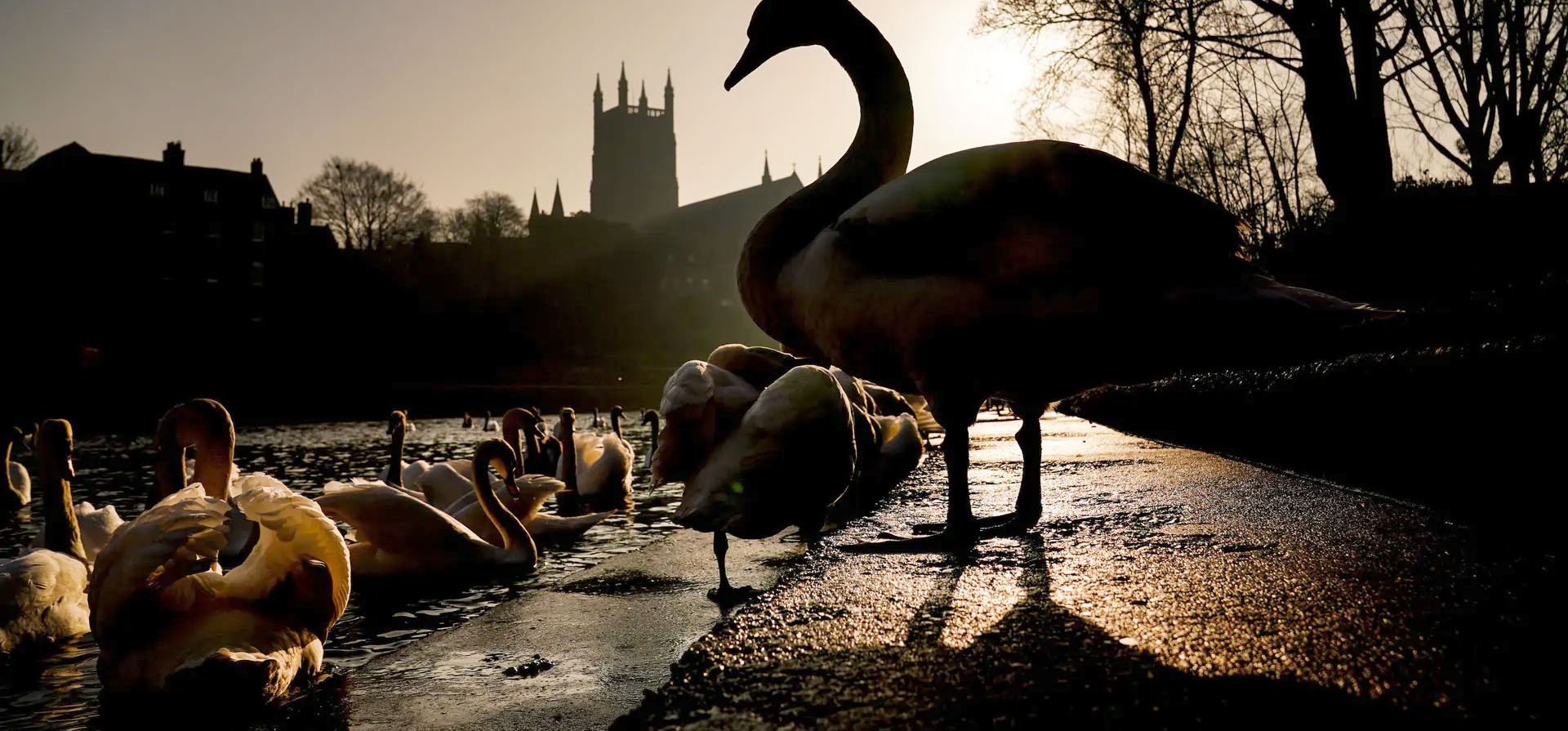 Cisnes junto al río Severn al amanecer, Worcester, Reino Unido. Fotografía: David Davies/PA