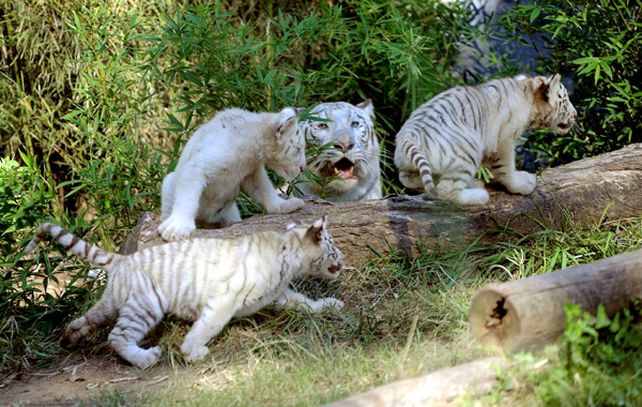 La madre se mostró algo hostil con los intrusos que llegaron para fotografiar a sus crías.
