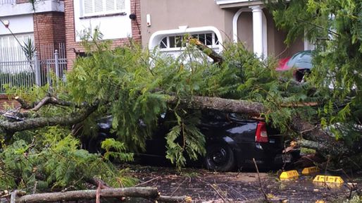 Temporal provoca caída de árboles y anegamientos  
