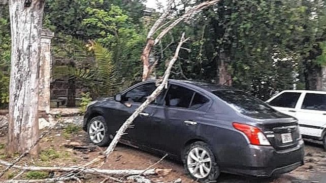 Una rama se desprendió de un árbol y se incrustó en un auto