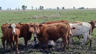 Una genética estratégica: la raza Bovina Criollo consolida su lugar en el rodeo nacional