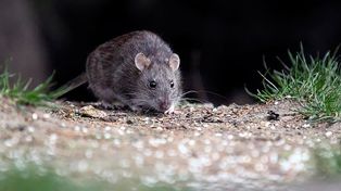 Hantavirus: no se han notificado nuevos casos en Argentina Hantavirus: no se han notificado nuevos casos en Argentina