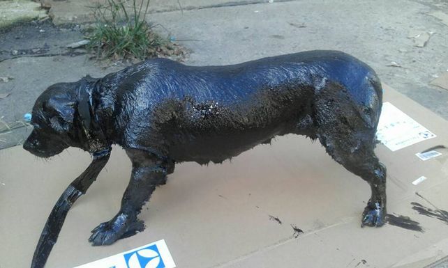 Así fue hallado el perro