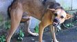 La rabia transmitida por perros causa unas 59.000 muertes por año