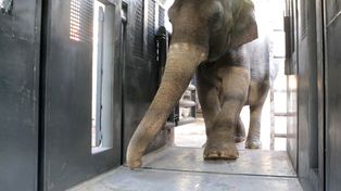 La elefanta Pocha, que había sido trasladada desde Mendoza hacia un santuario en Brasil, falleció este viernes por la noche. No se conocen las causas del deceso.&nbsp;