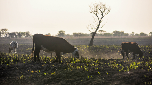 Un proyecto de ley para gravar el metano que producen las vacas generó polémica entre los productores ganadores