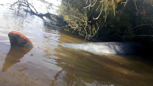 Hallan muerta a una ballena en aguas del río Paraná