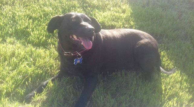 Negrita llegó y se ganó el amor de todos. Acá muestra orgullosa su chapita identificadora. //Facebook.
