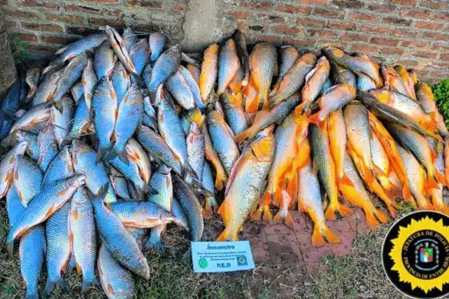 Decomisan un cargamento ilegal con casi 200 piezas de pescado en el sur entrerriano.