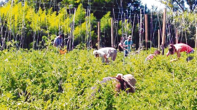 participativo. La universidad busca vincular a los agricultores en el mejoramiento de semillas de distintas especies.