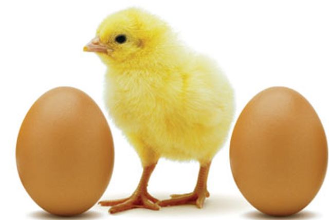 ¿El huevo o la gallina?: Ya se resolvió el dilema
