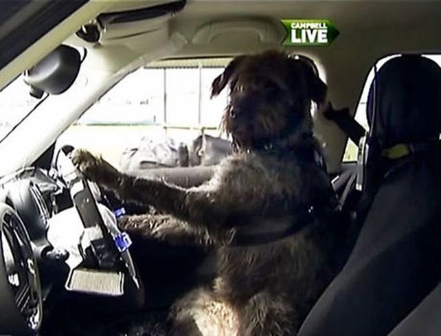 Perros de rescate aprenden a conducir automóviles