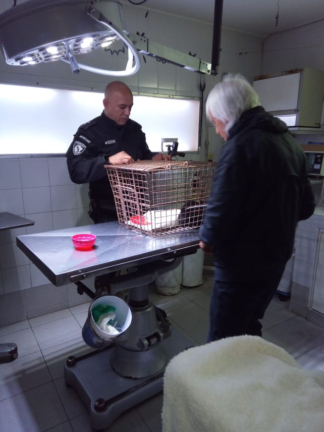 Rescatan a un cachorro de gato montés que había caído a un taque de agua