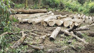 Un congreso mundial insta a cuidar  los bosques para reducir la pobreza