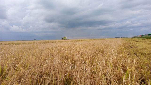 Arroz. El rendimiento promedio nacional registró un incremento del 14% (Foto de @elarrozenfotos&nbsp;en Twitter)