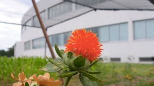 Moolec es una foodtech centrada en la producción de proteínas animales a partir de plantas genéticamente modificadas a través de la agricultura molecular que cuenta con una fuerte participación de Bioceres.