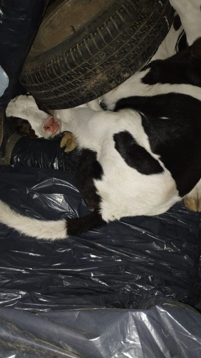 Los animales estaban tendidos junto a la rueda de auxilio.