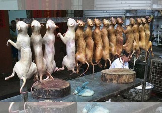 China sacrifica a miles de perros para el festival del horror