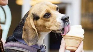 Son de Rafaela y trajeron a Rosario helados para mascotas