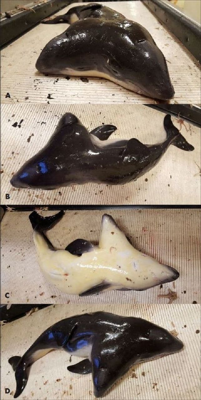 Erwin Kompanje. El especialista que difundió las imágenes y se refirió al caso.&nbsp;