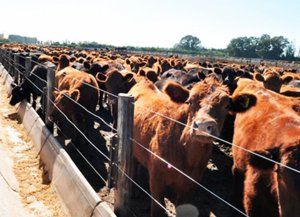 Enero en rojo para la carne vacuna: la faena cayó casi 12% y la producción retrocedió 10%