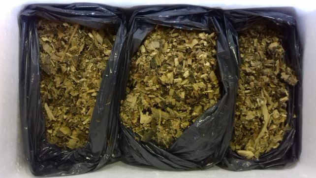 Evalúan un bioinoculante deshidratado para la conservación de forrajes