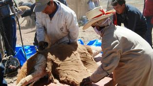 La ONU distingue a una investigadora argentina por su trabajo con vicuñas