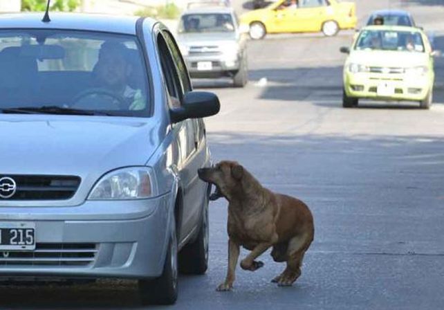 los perros ladran mas