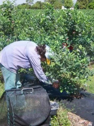 Condenan a un contratista que vendía droga a trabajadores de la fruta en Concordia