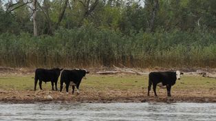El funcionario provincial Pablo Fiore estimó que hay más de 500 mil cabezas en las islas del lado santafesino.