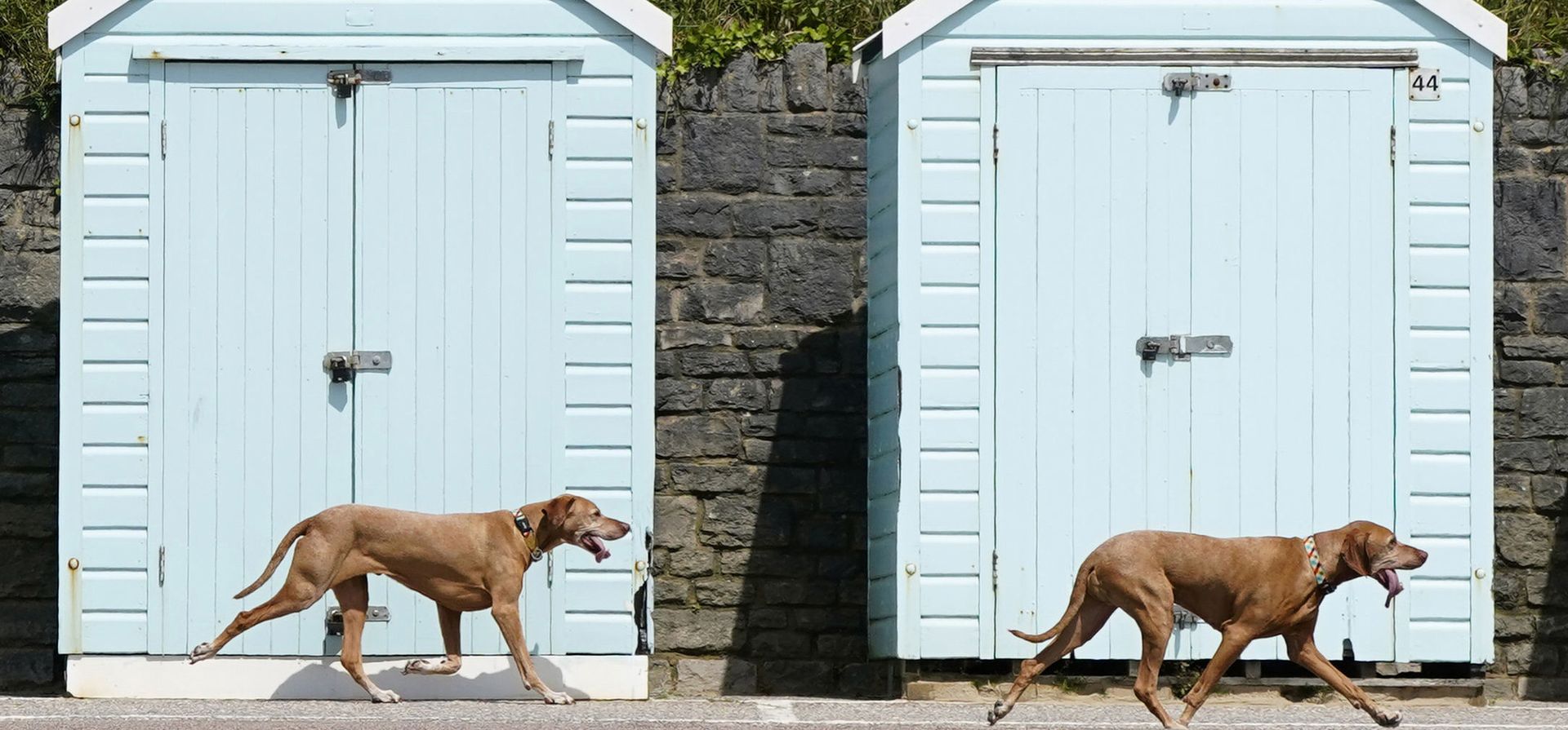dos perros pasan junto a cabañas de playa en la playa de Bournemouth, Inglaterra, el miércoles 24 de mayo de 2023. (Andrew Matthews/PA vía AP) dos perros pasan junto a cabañas de playa en la playa de Bournemouth, Inglaterra, el miércoles 24 de mayo de 2023. (Andrew Matthews/PA vía AP)