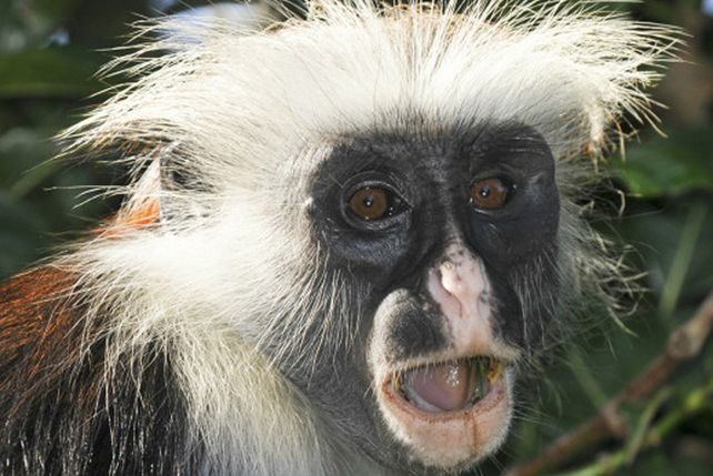 ¿Es verdad que los animales se drogan y emborrachan?