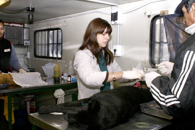 Siguen otorgando turnos para el operativo de castración