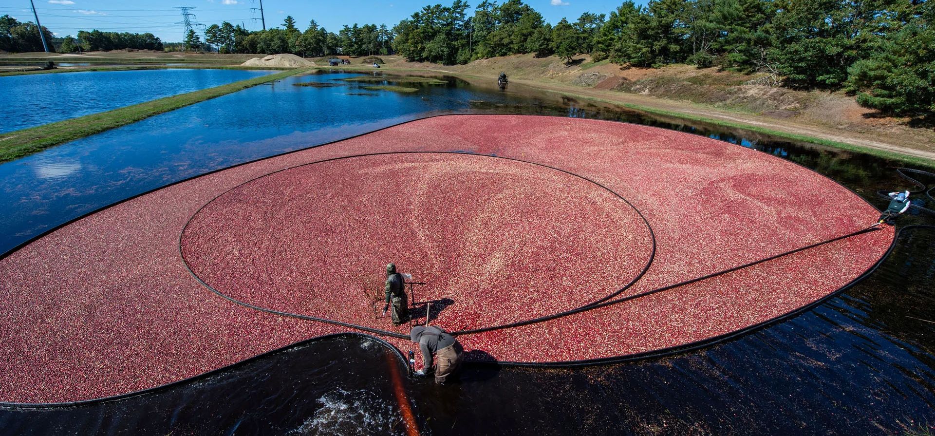 Trabajadores agrícolas cosechan arándanos en la granja de Weston Cranberry Corporation en Carver, Massachusetts, Estados Unidos. Fotografía: Joseph Prezioso/AFP/Getty Trabajadores agrícolas cosechan arándanos en la granja de Weston Cranberry Corporation en Carver, Massachusetts, Estados Unidos. Fotografía: Joseph Prezioso/AFP/Getty
