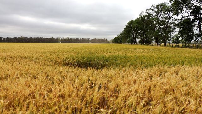 Crítico. Así es el estado del cereal fino en Santa Fe y Córdoba