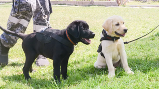 Los cachorros son un integrante más de nuestras familias, señalaron&nbsp;
