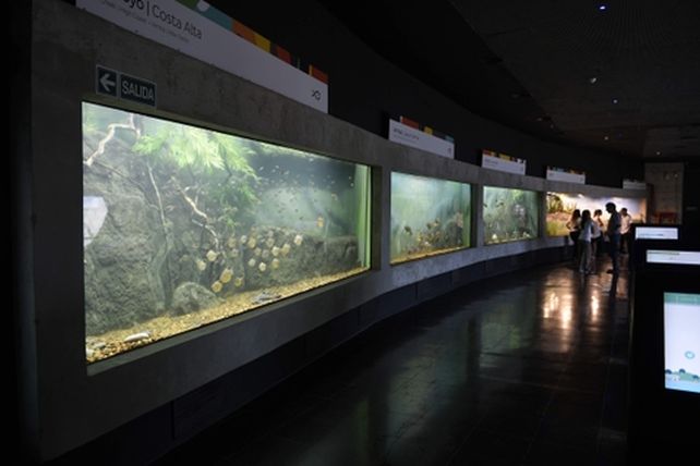 flamante. Toda la riqueza ictícola del Paraná podrá ser disfrutada por los rosarinos en el acuario más grande del país