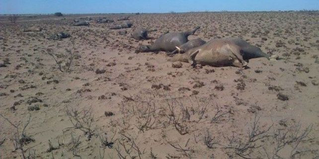 Desolación. Los campos de pastoreo fueron arrasados y muchos animales murieron asfixiados.&nbsp;
