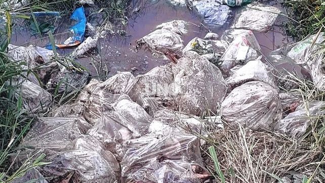 Macabro. Fue el hallazgo de vecinos del norte de la ciudad: 15 bolsas con restos de animales muertos.&nbsp;