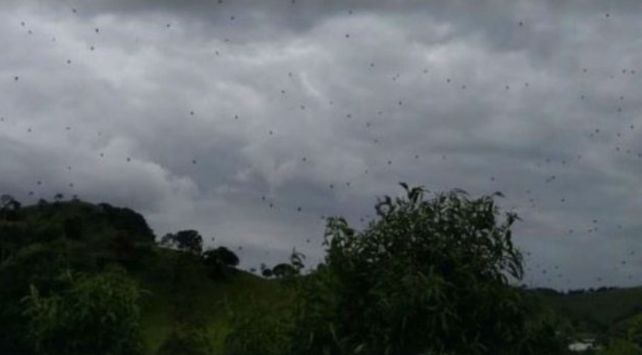 lluvia de arañas en brasil