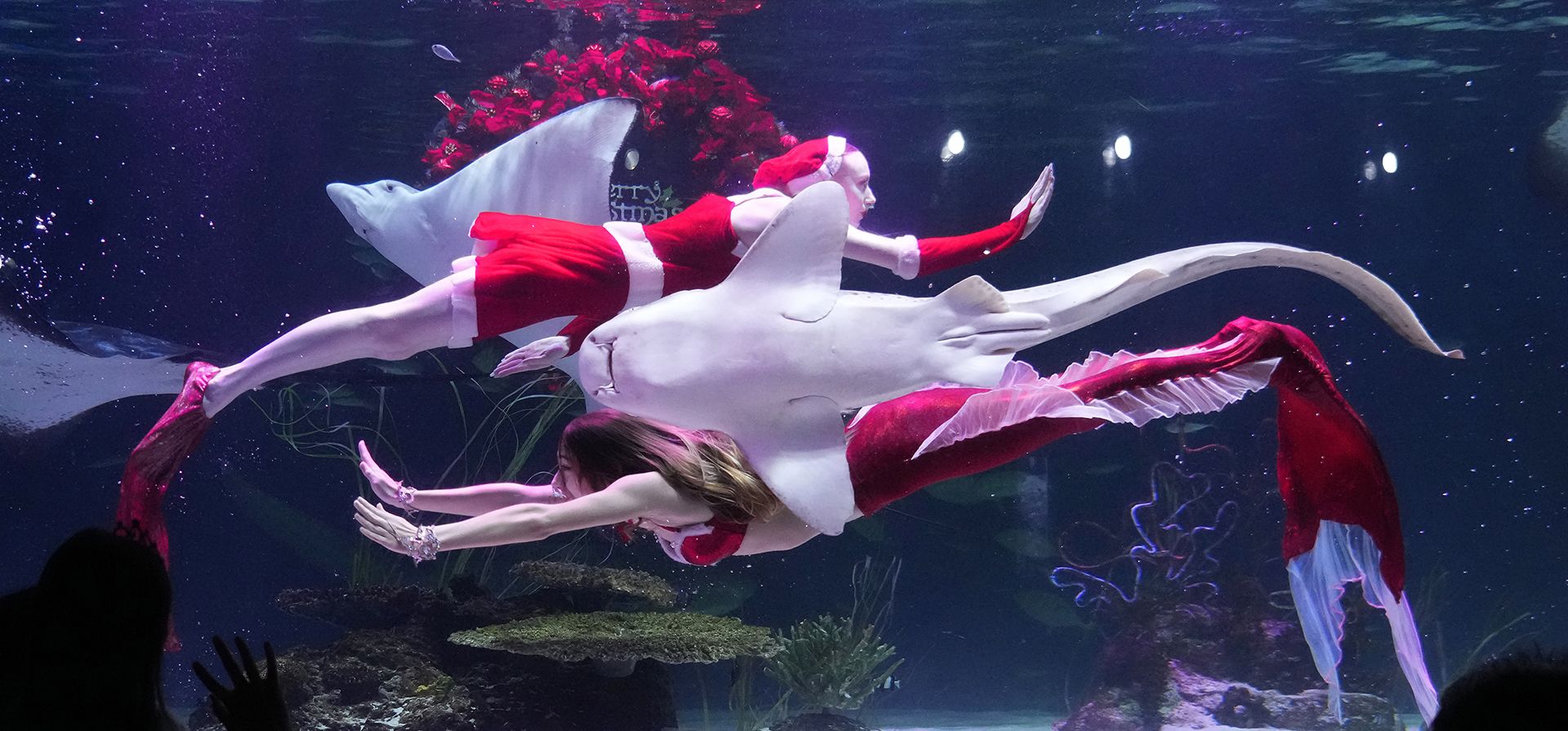 Buzos actúan durante un evento para promover el próximo festival navideño en el acuario Aqua Planet 63 en Seúl, Corea del Sur, el jueves 8 de diciembre de 2022. La Navidad es una de las festividades más importantes que se celebran en Corea del Sur. (Foto AP/Ahn Young-joon)