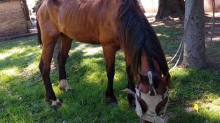 S.O.S. Caballos pide que no se devuelva a sus dueños los equinos maltratados