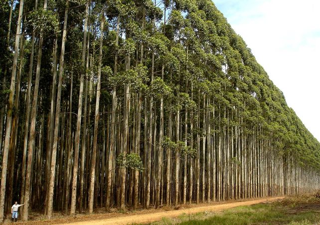 La especie elegida. El plan de forestación contempla la plantación de eucaliptus para la explotación de la madera. Los terrenos son de la provincia.&nbsp;