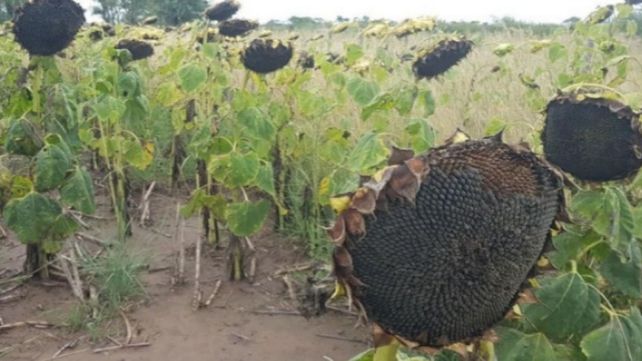 Lote con girasol en maduración fisiológica