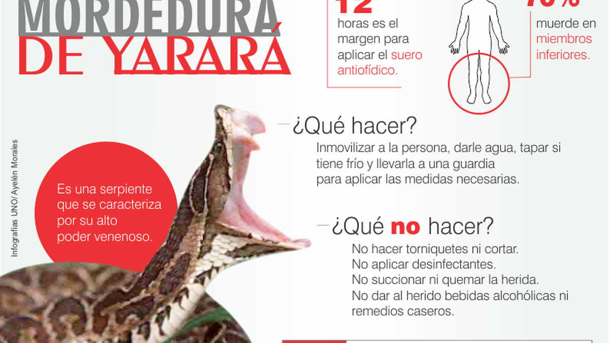 Qué Hacer Ante Una Mordedura De Serpiente Venenosa