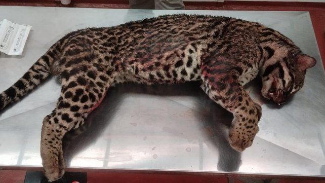 Un ocelote murió atropellado en un área protegida de Misiones