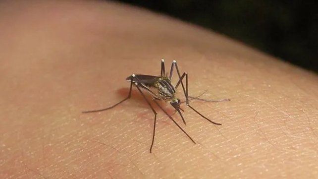 El Ministerio de Salud informó que Santa Fe deja de tener localidades con brote de dengue El Ministerio de Salud informó que Santa Fe deja de tener localidades con brote de dengue