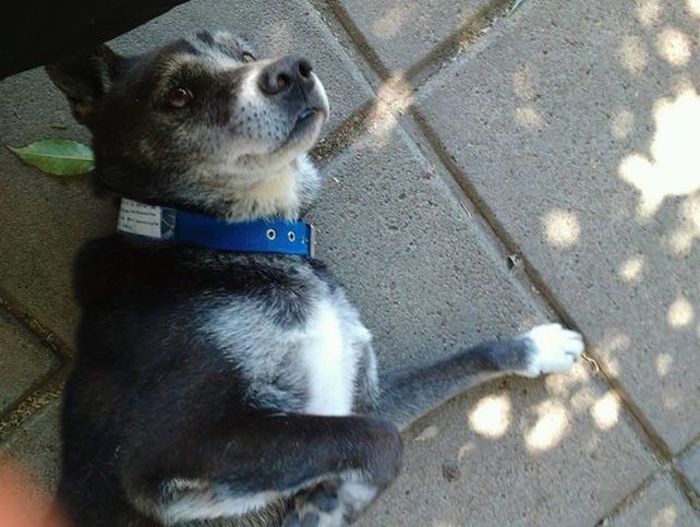 Willy, el perro callejero de Candioti Sur que busca una familia
